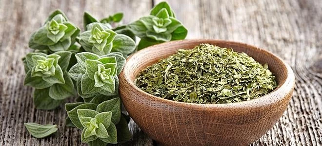 Ρίγανη: Τα πολύτιμα οφέλη που προσφέρει το ελληνικό βότανο για την υγεία μας